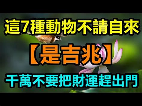 象徵財富的動物|這八種常見的動物寓意吉祥！其中有蛇和蝙蝠